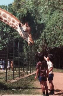 Zsiráf - Thiruvananthapuram 