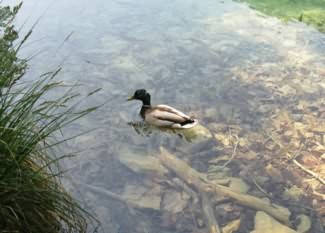 Vadkacsa - Plitvice tavak