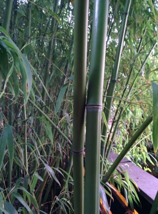 Kerti bambuszaim