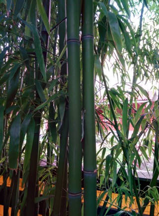 Bambuszok a kertemből