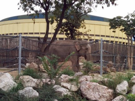 Elefánt - Budapesti állatkert