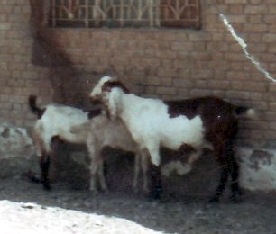 Kecskék - Taftánból - Pakisztan