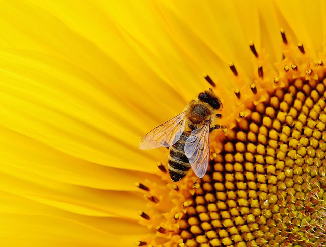 méh virágon
